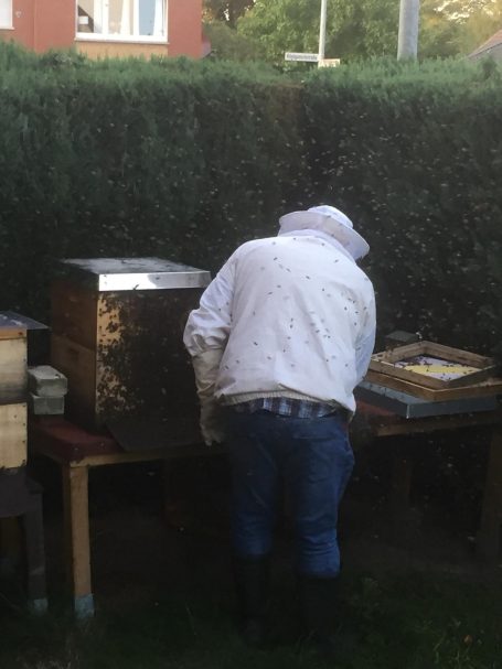 Randale am Bienenstock