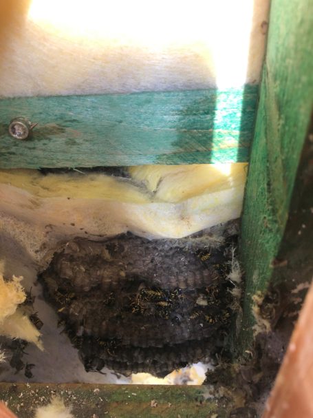 Deutsche Wespe in Dämmung