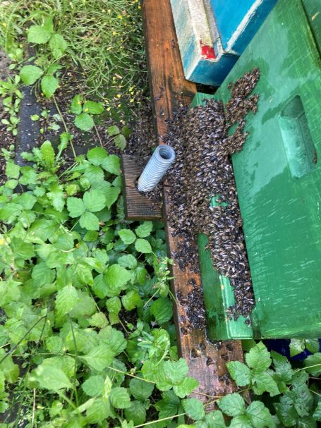 Bienen wird es zu Warm und sie Kühlen sich ab