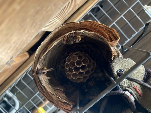 Hornissennest im Schuh