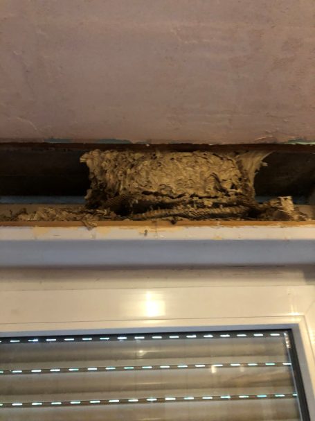 Gemeine Wespe im Jalousien Kasten